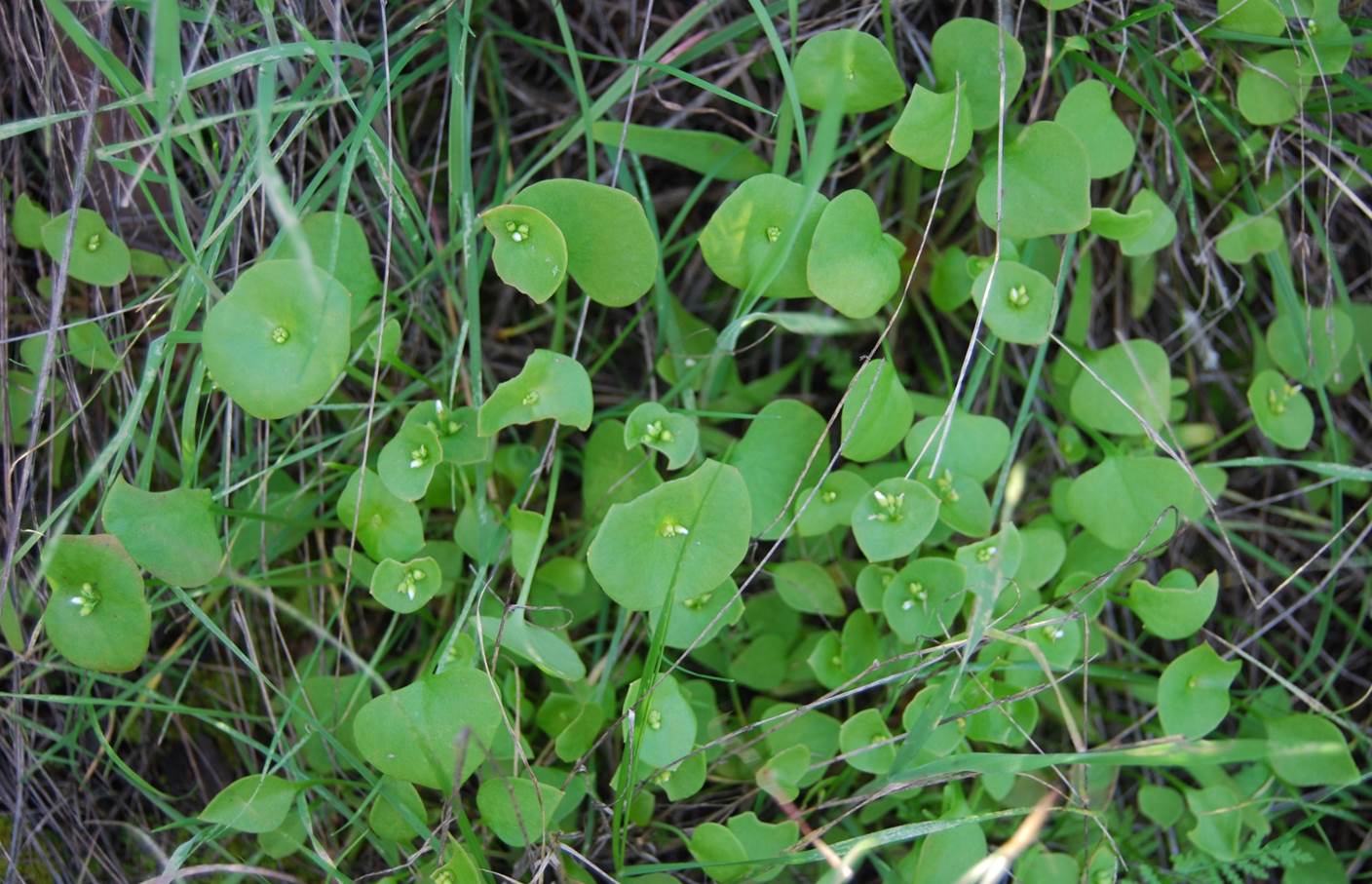 claytonia-perfoliata-15feb2013-5