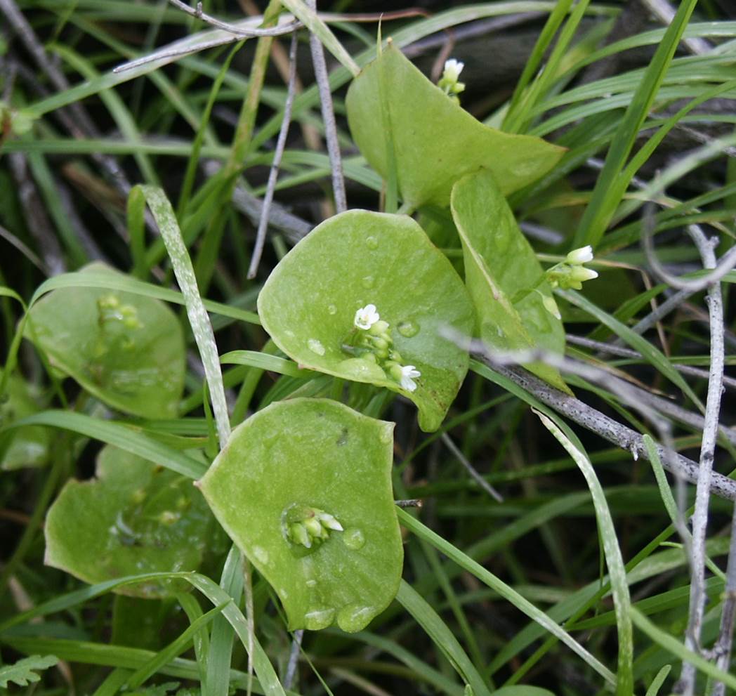 claytonia-perfoliata-19feb2005-3