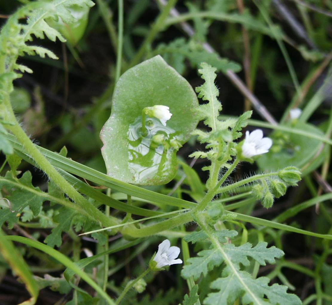 claytonia-perfoliata-19feb2005-5