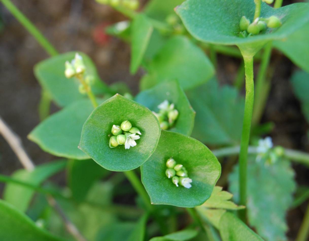 claytonia-perfoliata-28feb2013-3