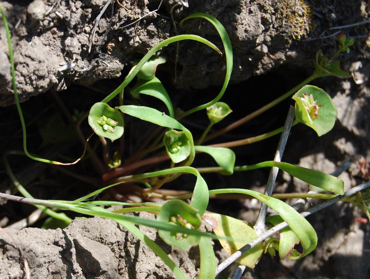 claytonia-perfoliata-28mar2008-1