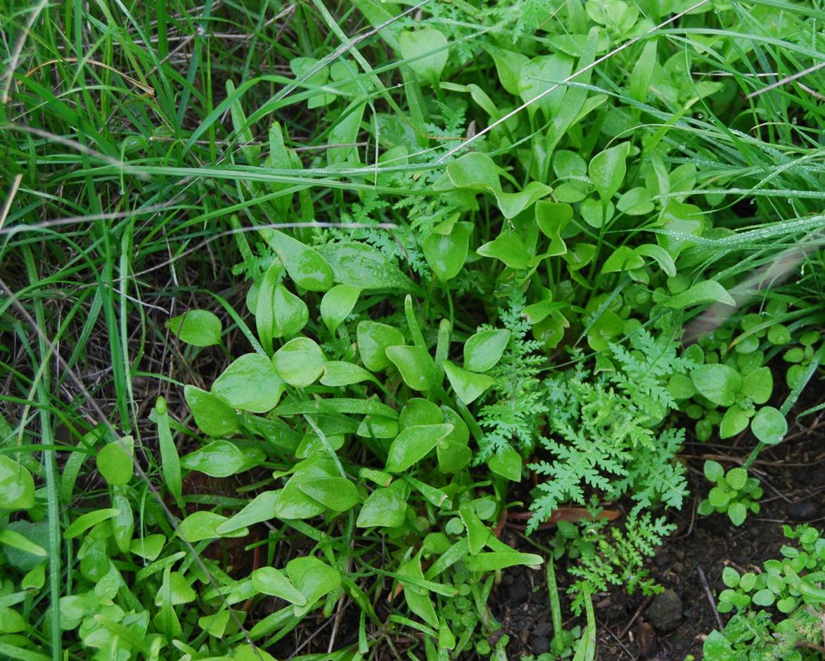 claytonia-perfoliata-5feb2013-2