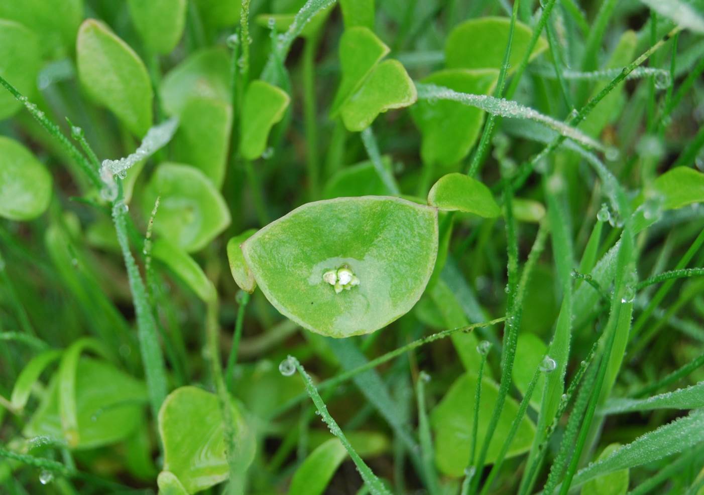 claytonia-perfoliata-5feb2013-3