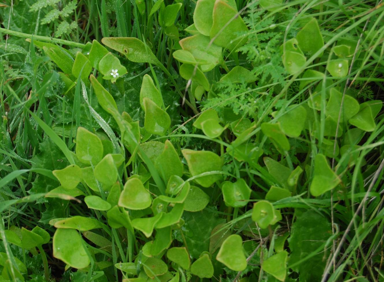 claytonia-perfoliata-7feb2013-1