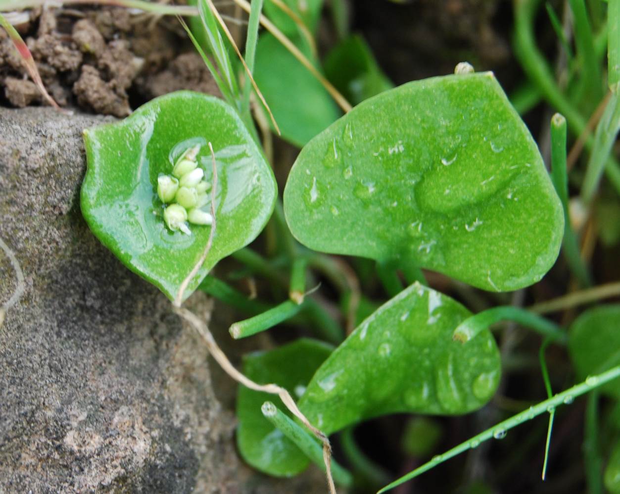 claytonia-perfoliata-7mar2013-1