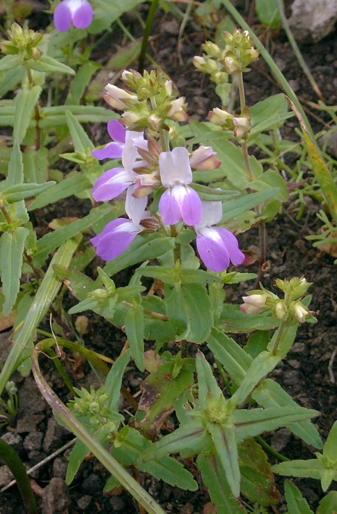 collinsia-heterophylla-23feb2003-a
