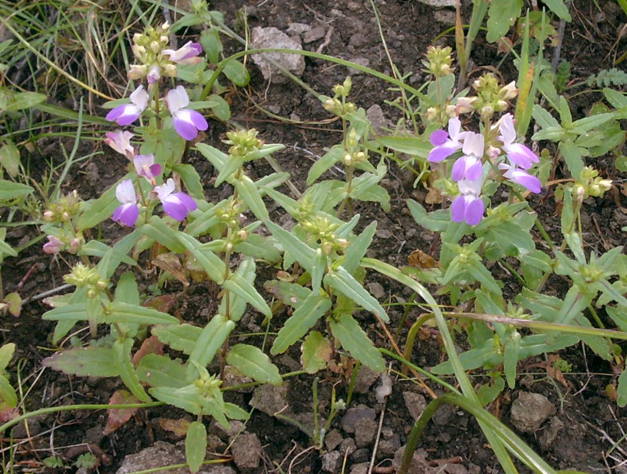 collinsia-heterophylla-23feb2003-c.