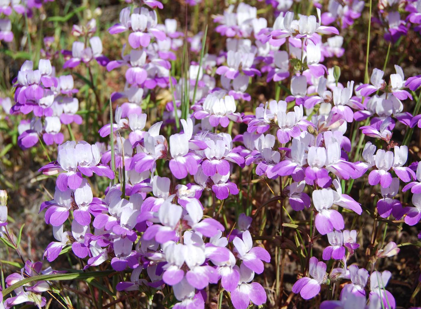 collinsia-heterophylla-28mar2008-2