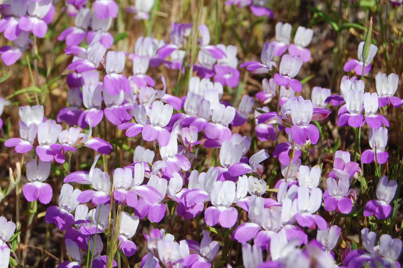 collinsia-heterophylla-28mar2008-3