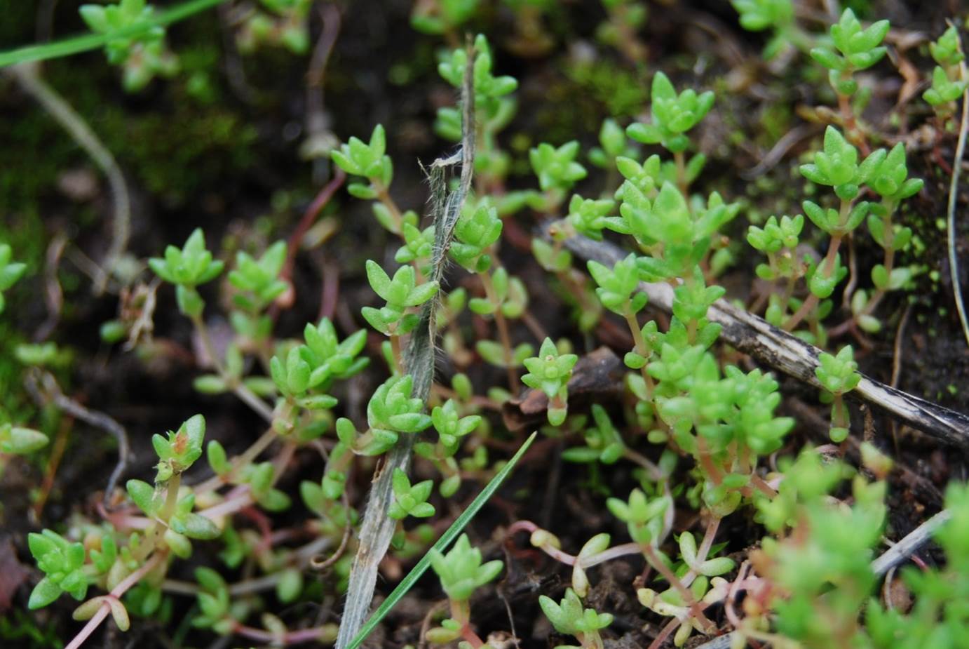 crassula-connata-11jan2011-1