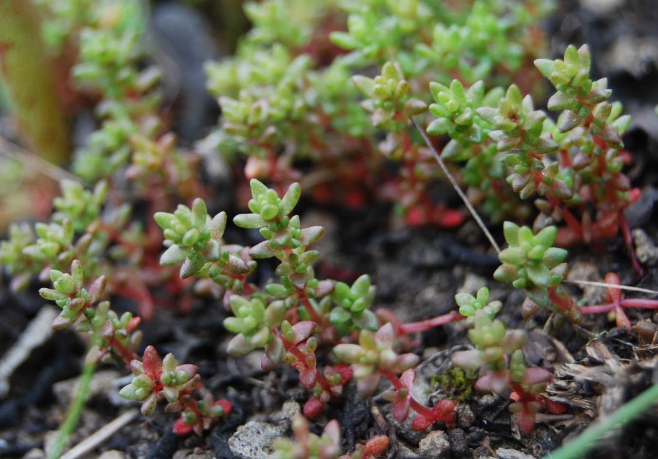 crassula-connata-11jan2011-3