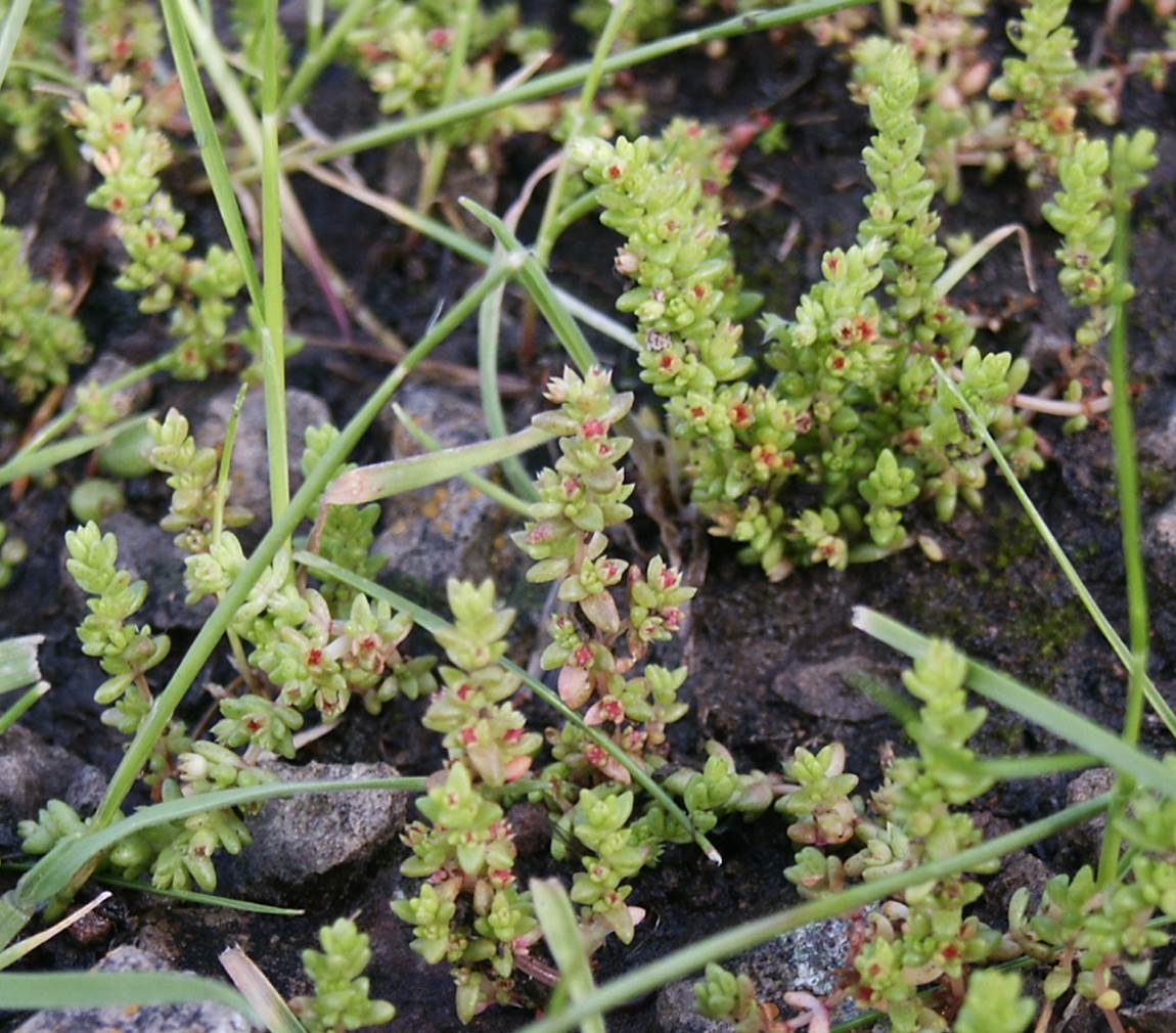 crassula-connata-19feb2005-6