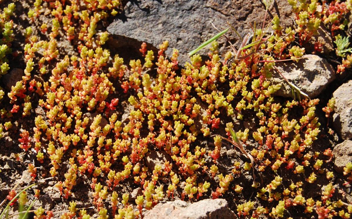 crassula-connata-22feb2013-6