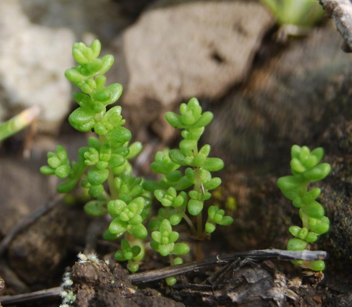 crassula-connata-29feb2008-3