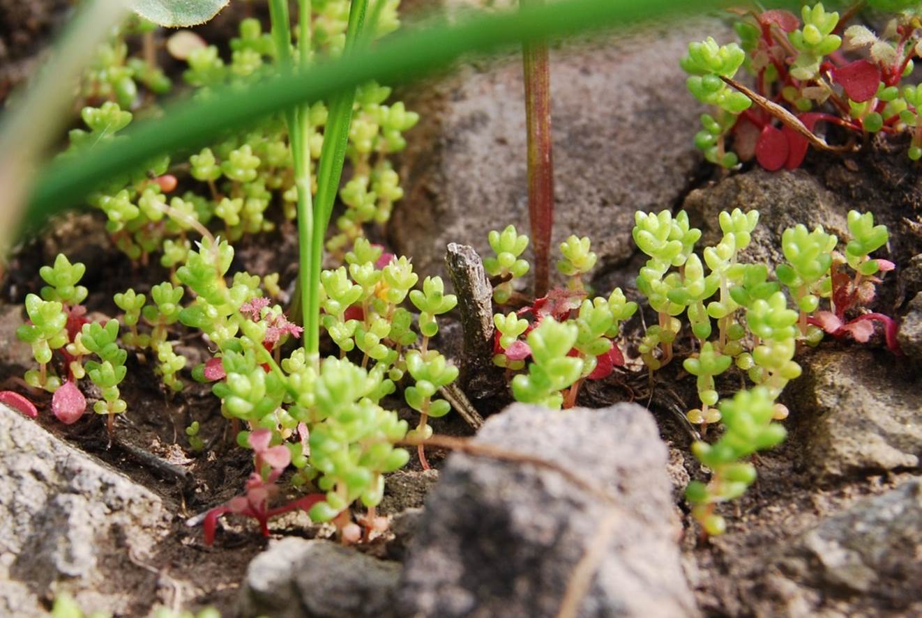 crassula-connata-9feb2008-4