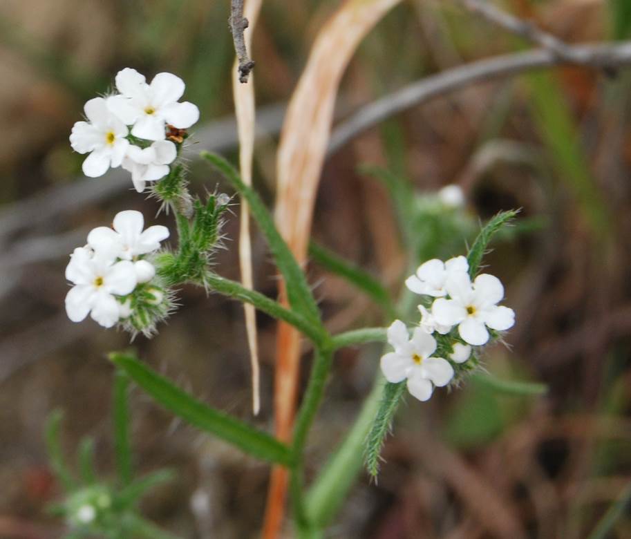 cryptantha-5mar2013-27