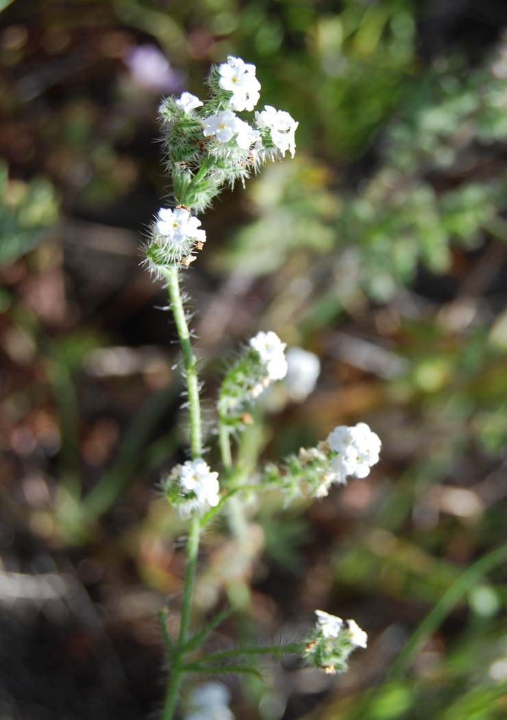 cryptantha-sp1-28mar2008-5