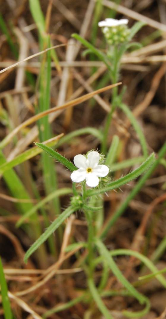 cryptantha-sp1-5ar2013-21