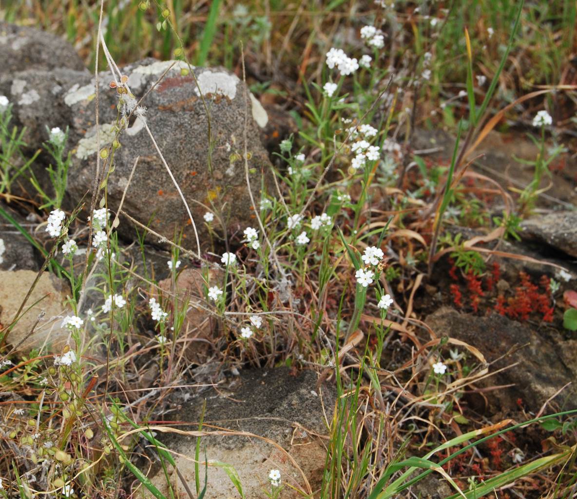 cryptantha-sp1-5mar2013-30
