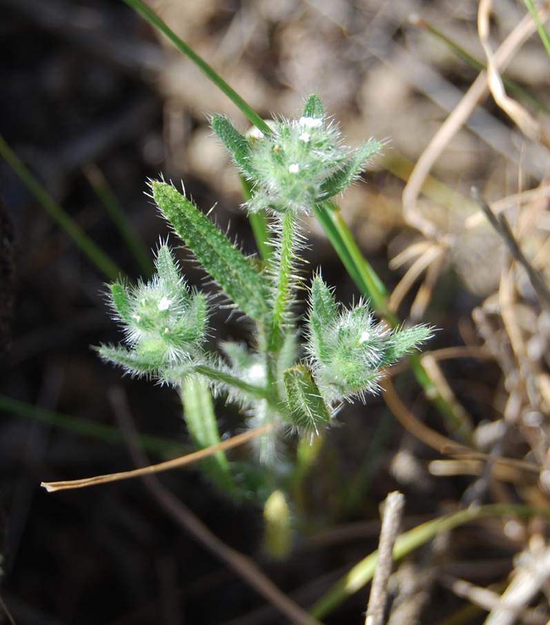 cryptantha-sp2-11apr2013-1