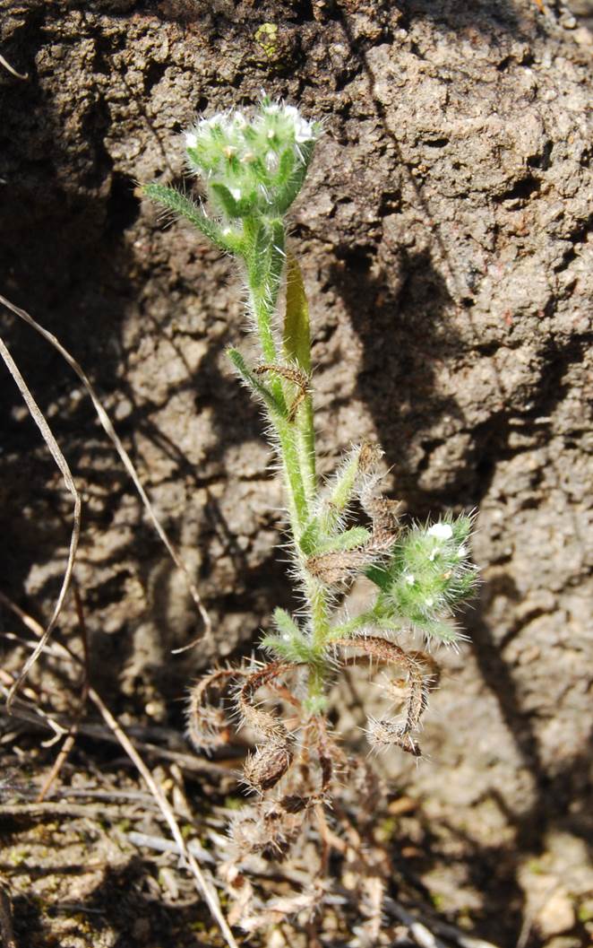 cryptantha-sp2-11apr2013-6