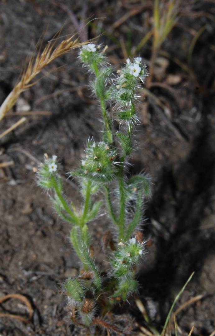 cryptantha-sp3-11apr2013-15