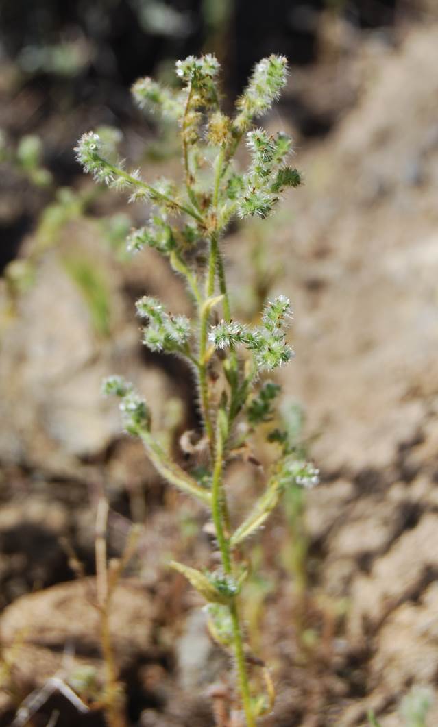 cryptantha-sp3-11apr2013-32