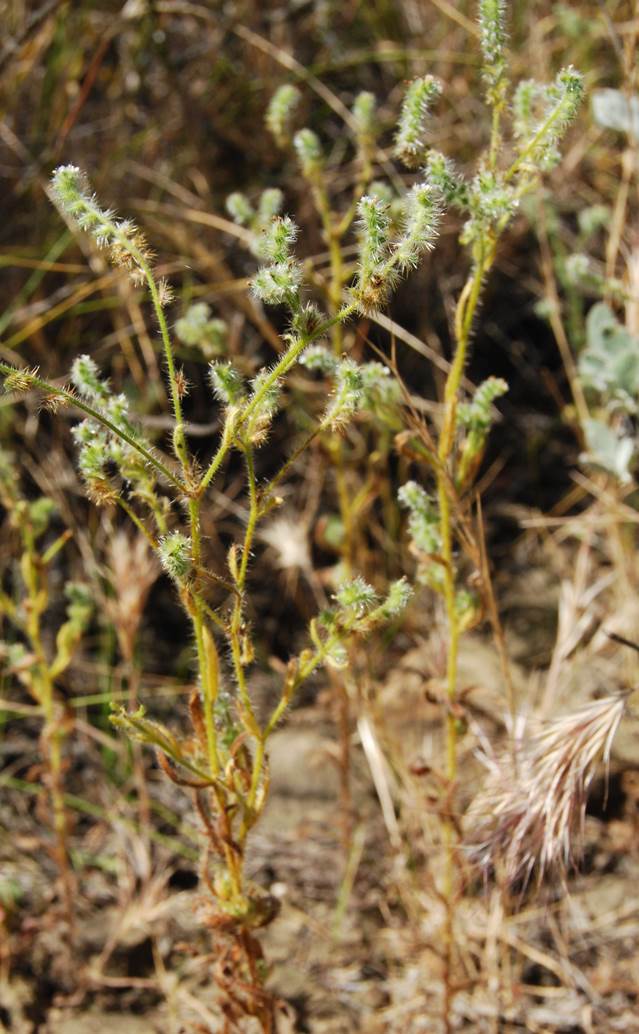 cryptantha-sp3-11apr2013-40
