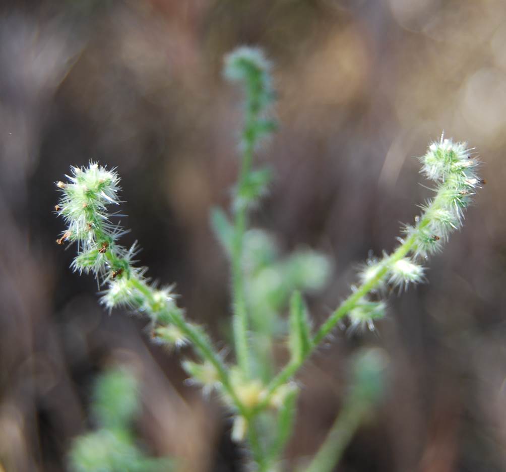 cryptantha-sp3-11apr2013-7