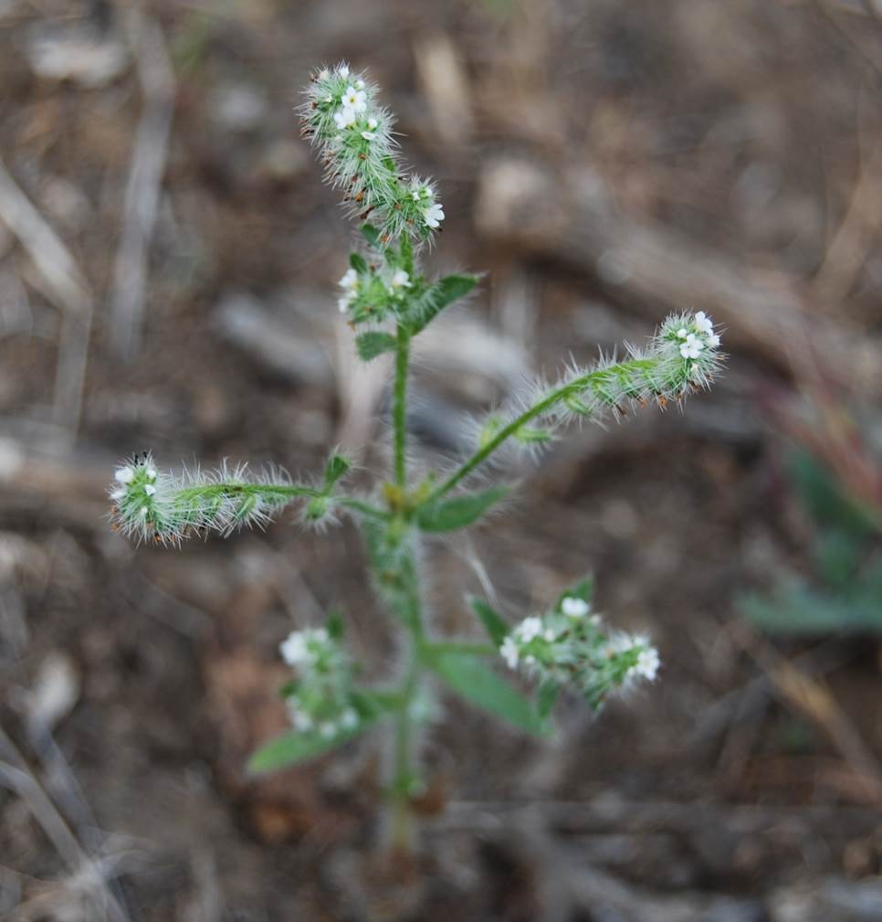 cryptantha-sp3-15apr2013-36
