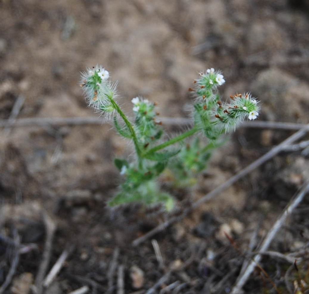 cryptantha-sp315apr2013-43