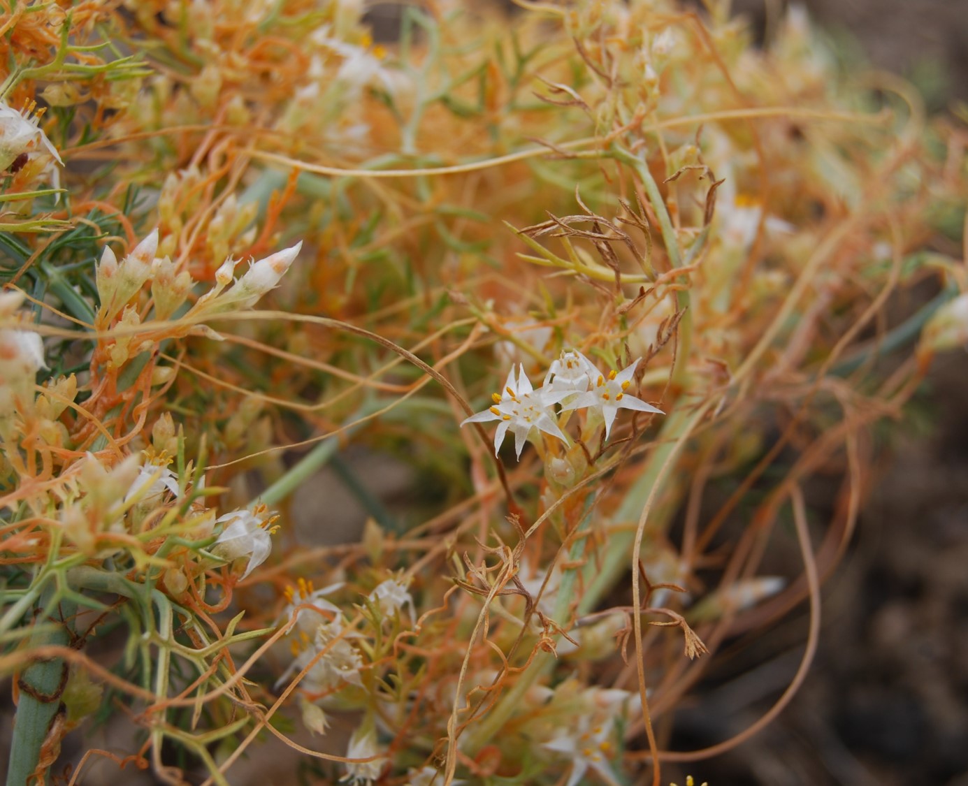 cuscuta-13june2014-6