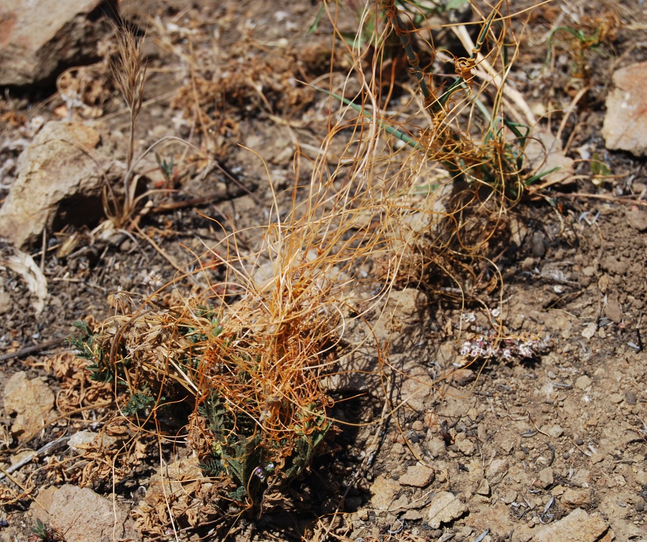 cuscuta-23may2014-1