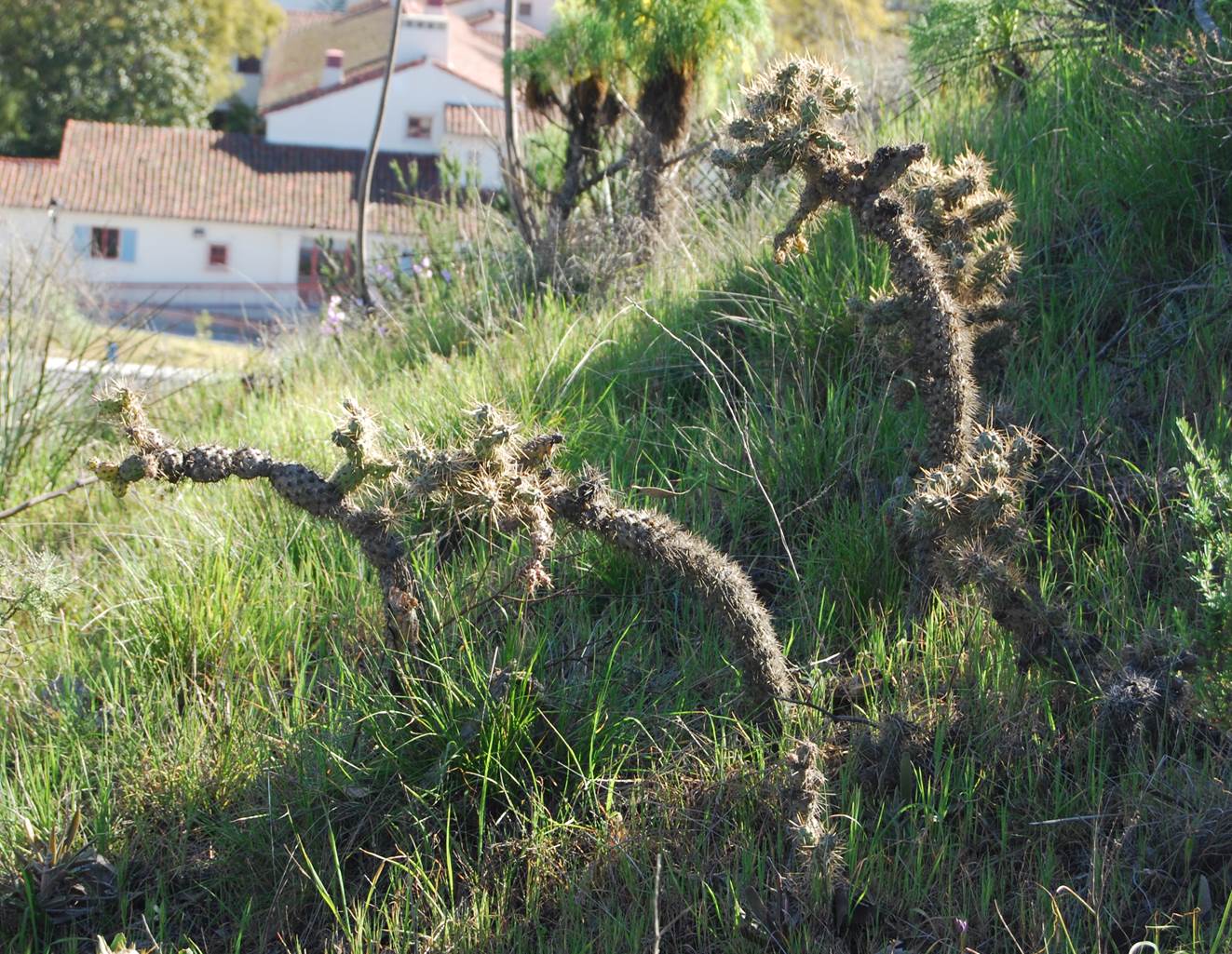 cylindropuntia-22feb2013-7