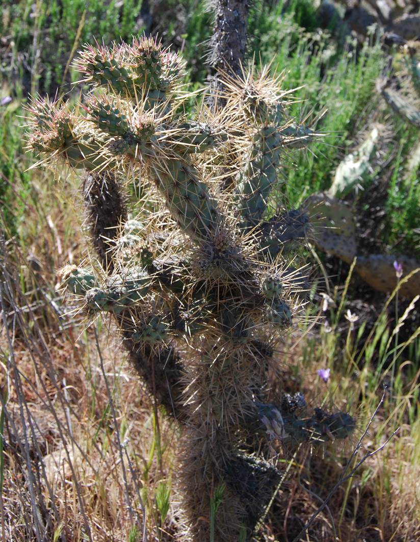 cylindropuntia-28mar2008-1