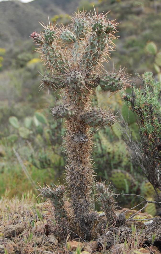 cylindropuntia-7mar2013-1