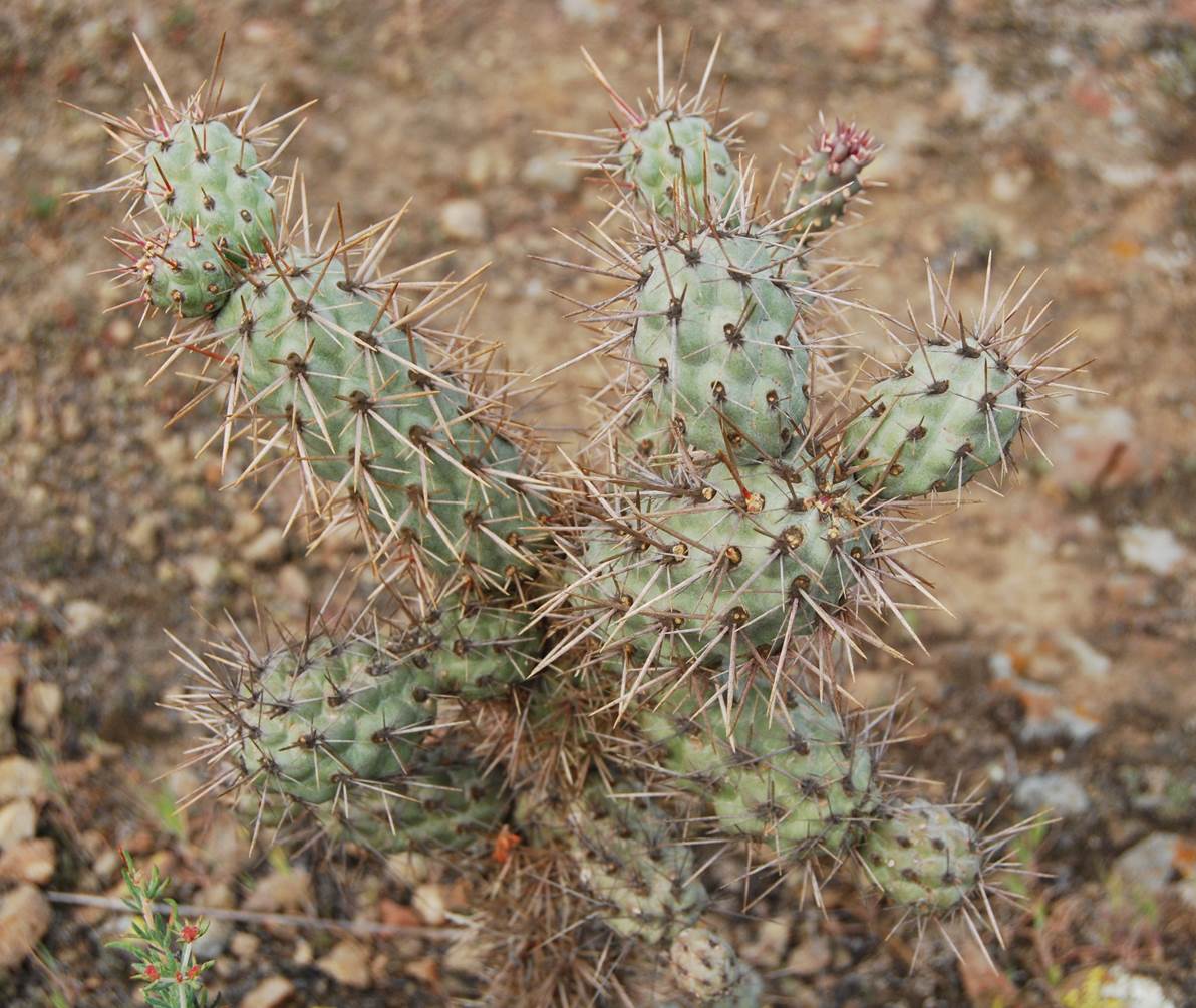 cylindropuntia-7mar2013-9