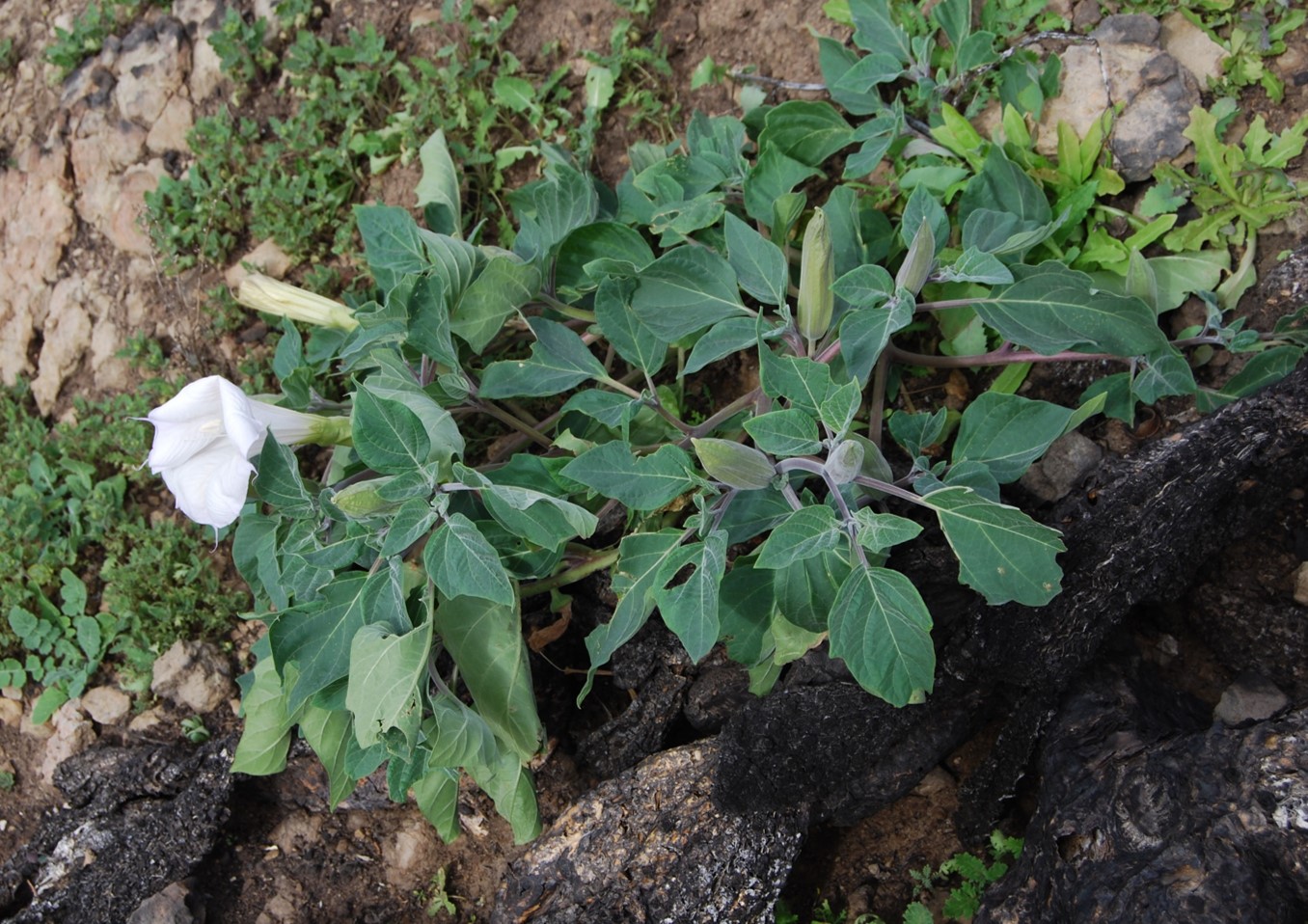 datura-wrightii-28jan2015-2 datura-wrightii-28jan2015-2