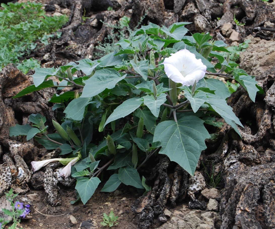 datura-wrightii-28jan2015-4 datura-wrightii-28jan2015-4