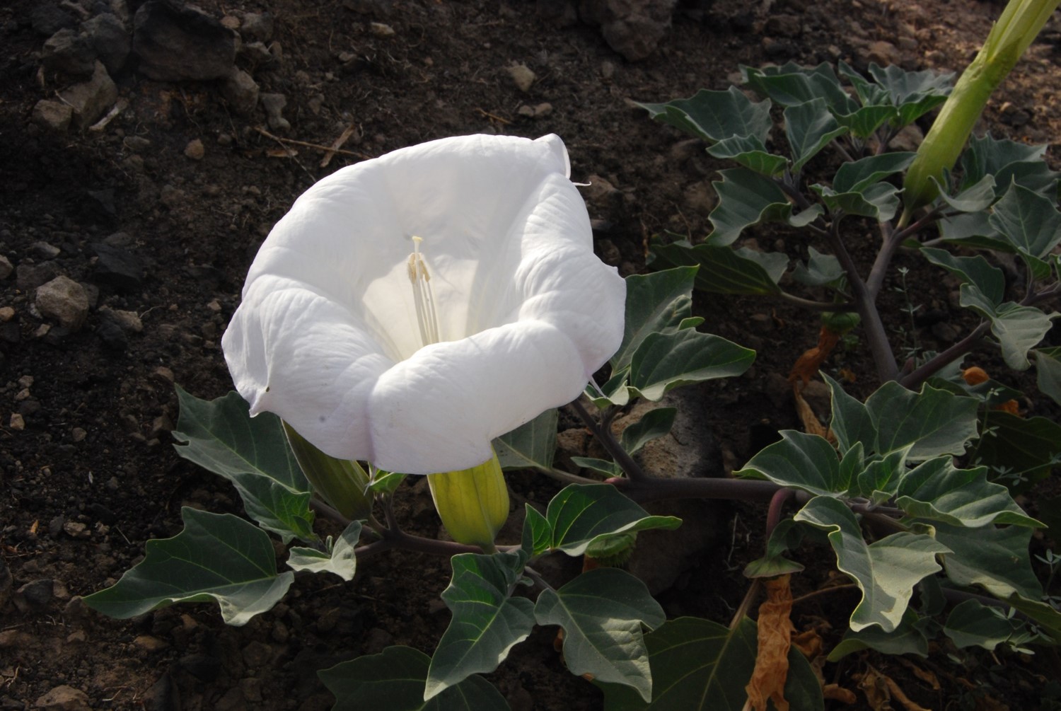 datura-wrightii-6june2014-10 datura-wrightii-6june2014-10