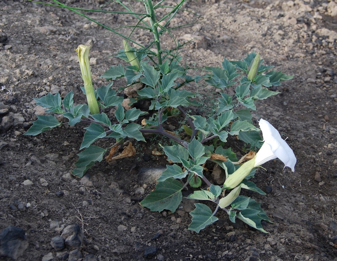 datura-wrightii-6june2014-13 datura-wrightii-6june2014-13