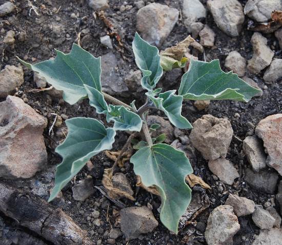 datura-wrightii-6june2014-3 datura-wrightii-6june2014-3
