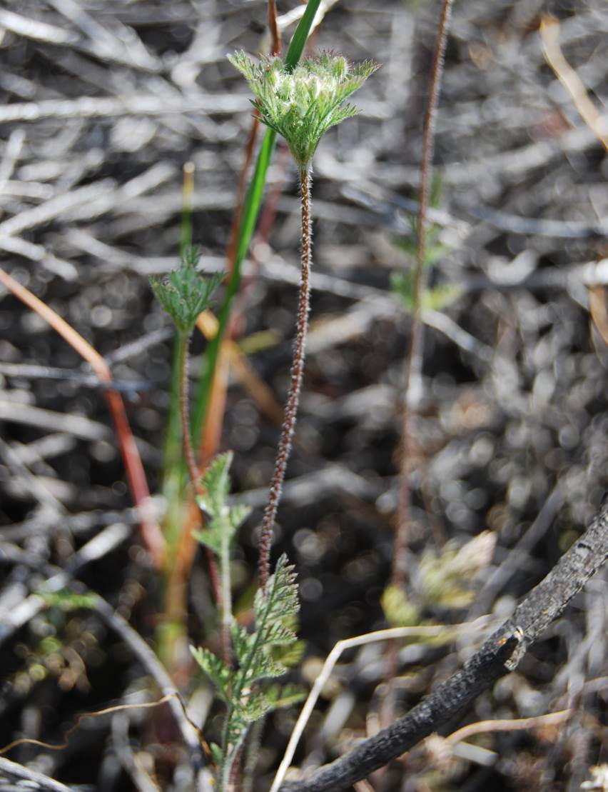 daucus-pusillus-12apr2013-6