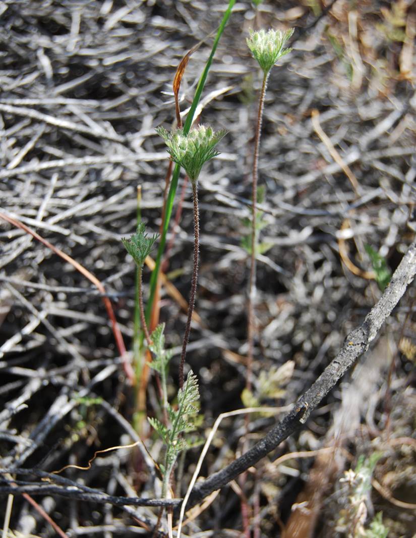 daucus-pusillus-12apr2013-7 daucus-pusillus-12apr2013-7
