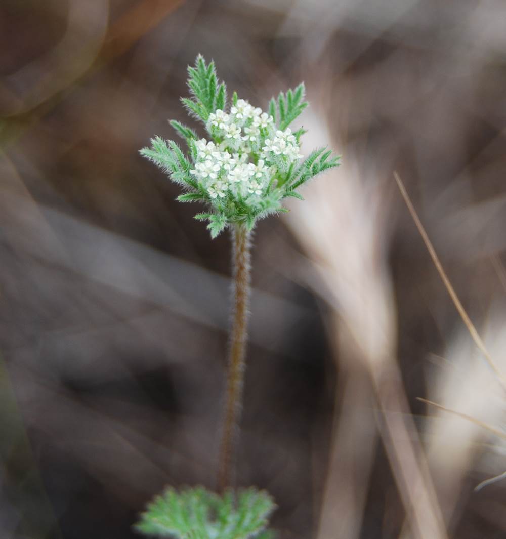 daucus-pusillus-15apr2013-10 daucus-pusillus-15apr2013-10