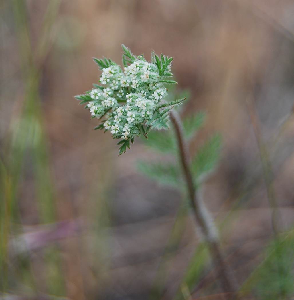 daucus-pusillus-15apr2013-20 daucus-pusillus-15apr2013-20