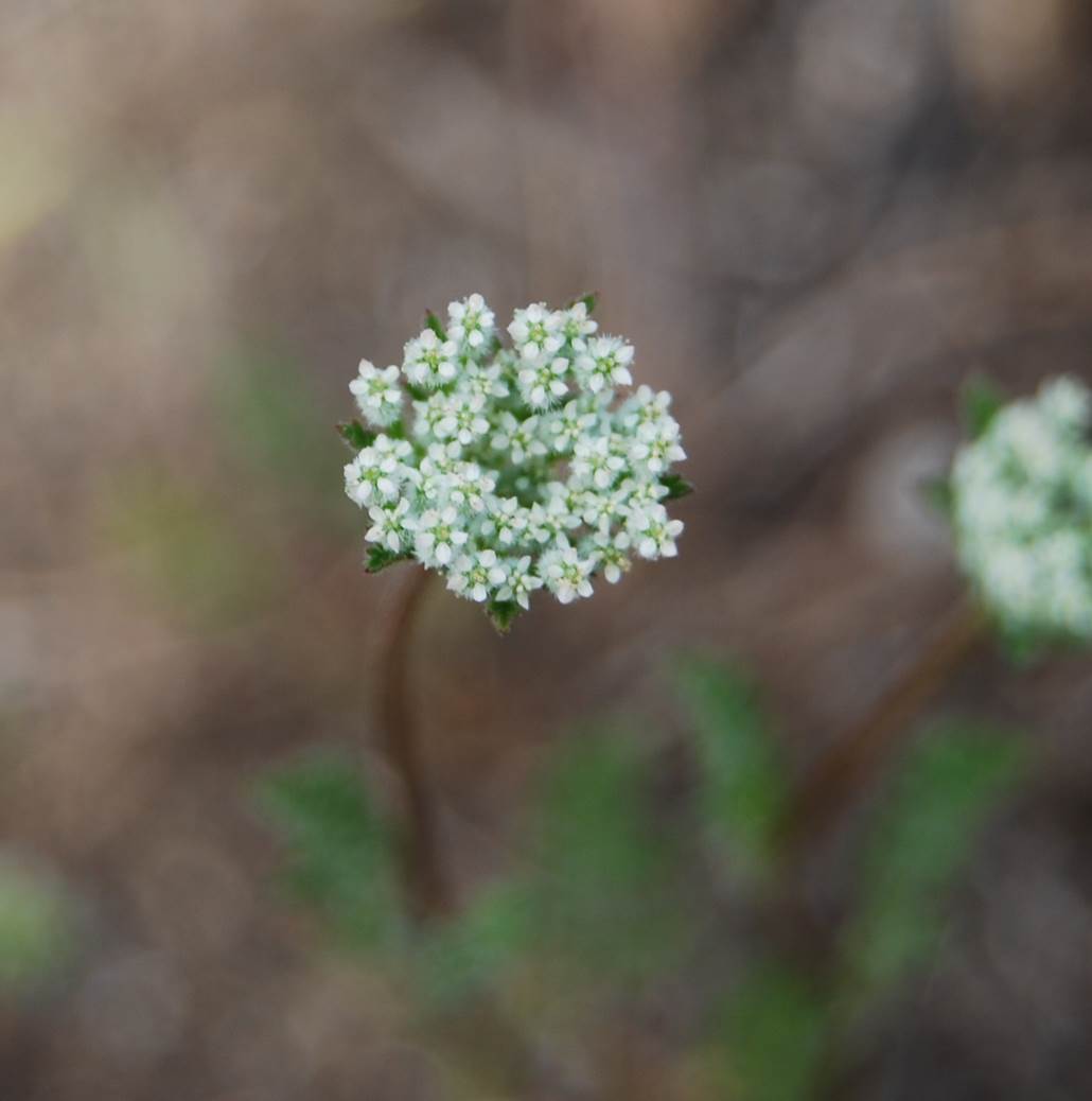 daucus-pusillus-15apr2013-36 daucus-pusillus-15apr2013-36
