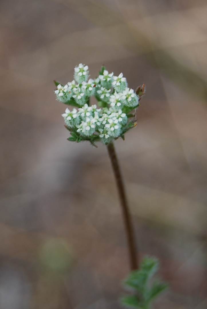 daucus-pusillus-15apr2013-38 daucus-pusillus-15apr2013-38