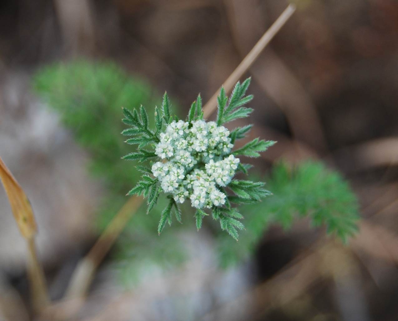 daucus-pusillus-15apr2013-45 daucus-pusillus-15apr2013-45