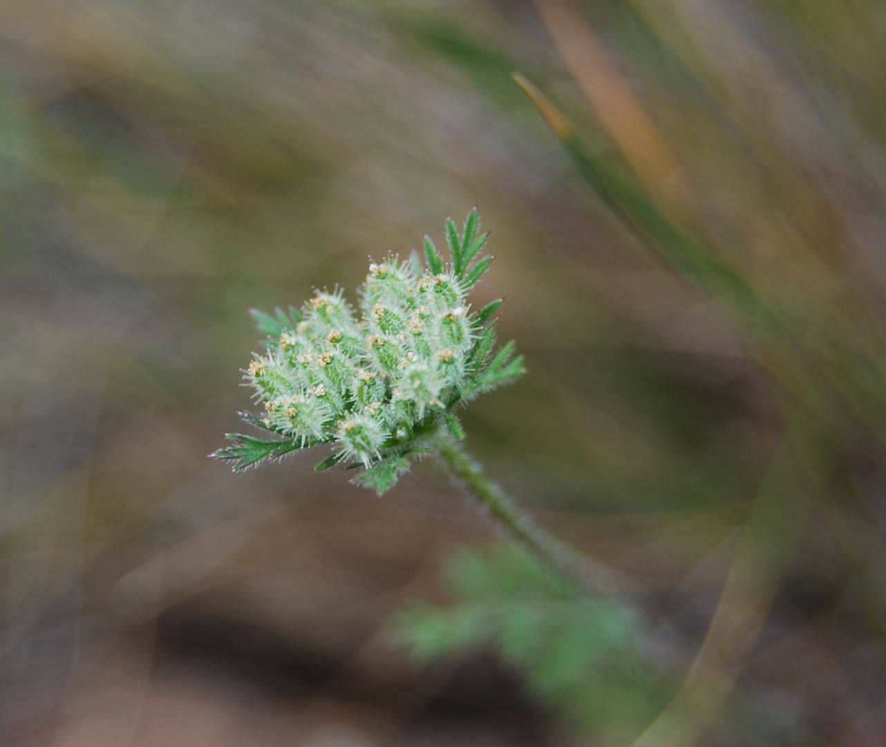 daucus-pusillus-15apr2013-8 daucus-pusillus-15apr2013-8
